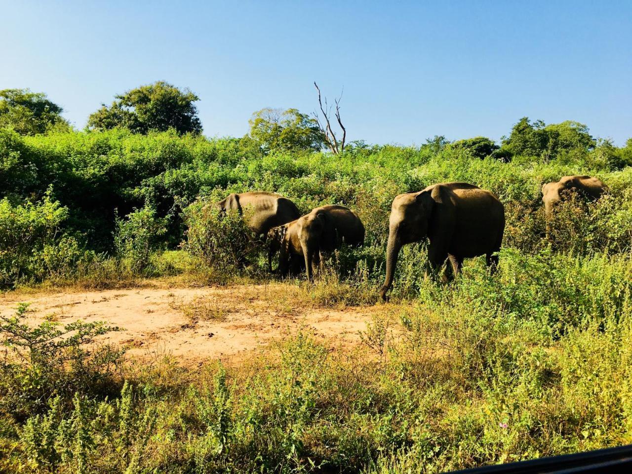 Atha Safari Resort & Riverside Camping Udawalawe Exterior photo